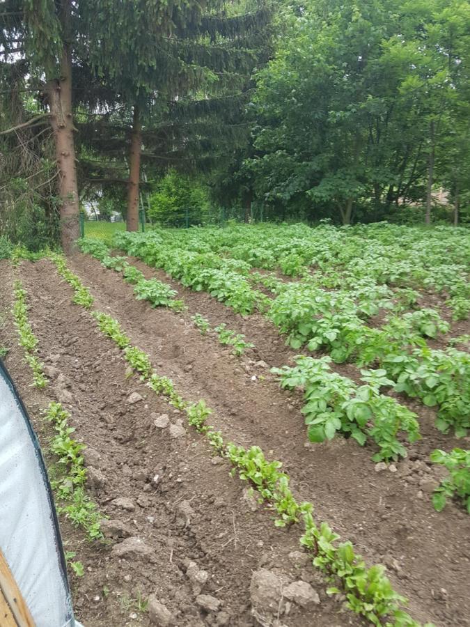 Wczasowisko Karola Lägenhet Lubomierz  Exteriör bild